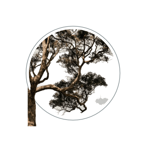 Tree branch